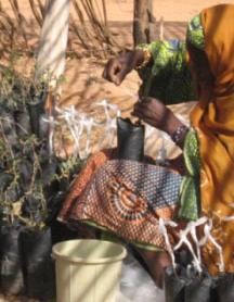  jardin potager africain